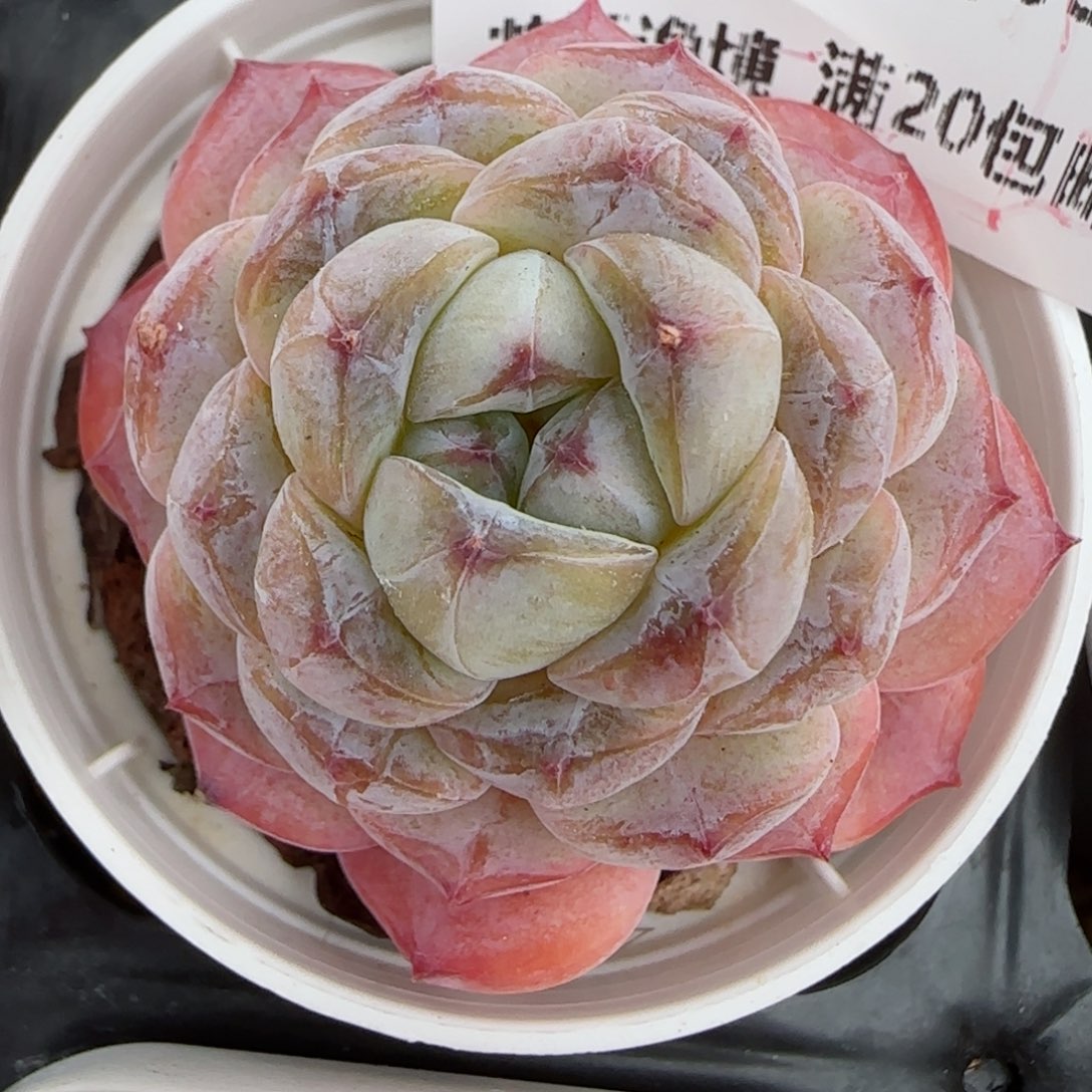 花语逸镜0203-467