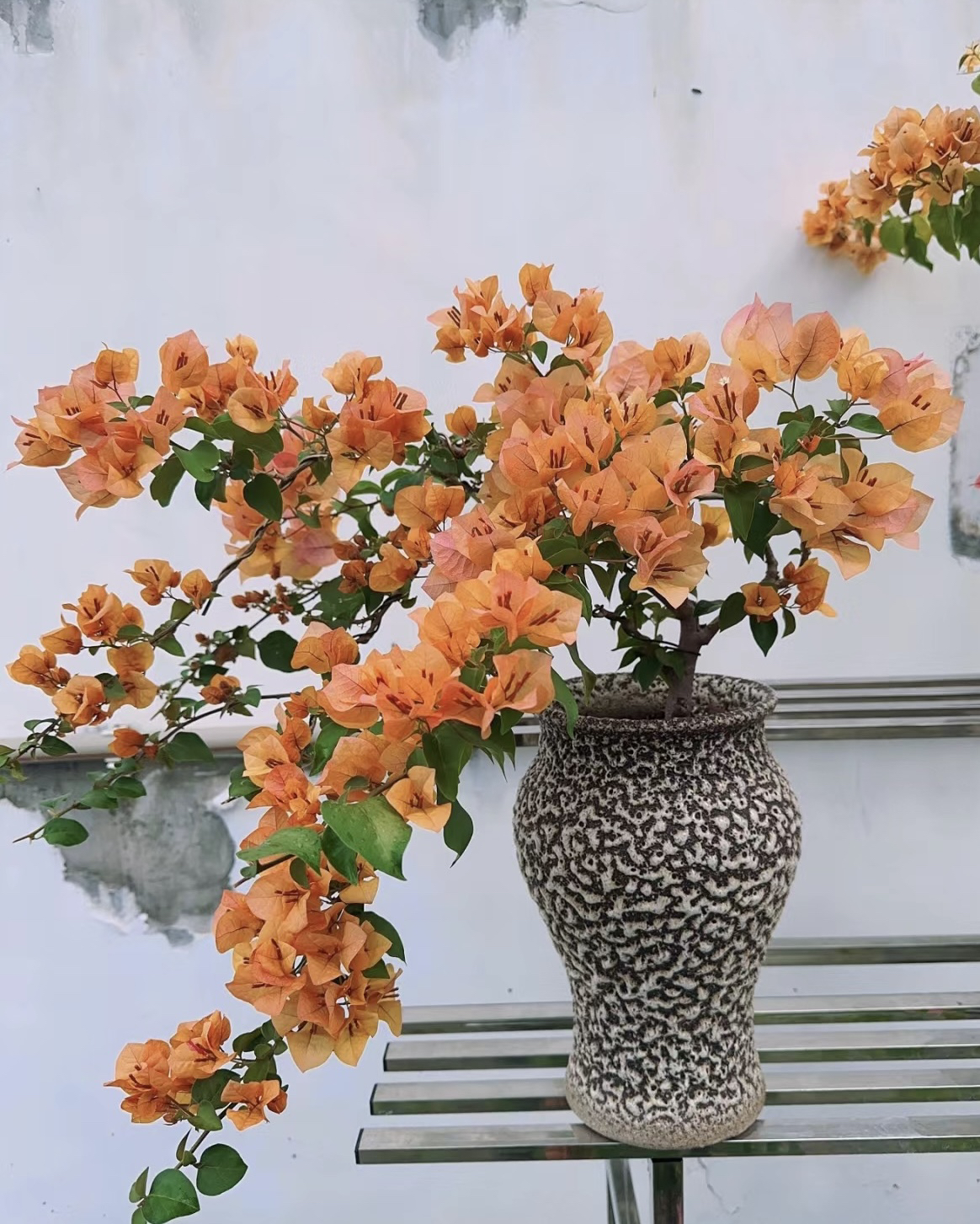 金色光辉【一物一拍】带陶瓷盆发货/有少量掉花掉叶建议勿拍