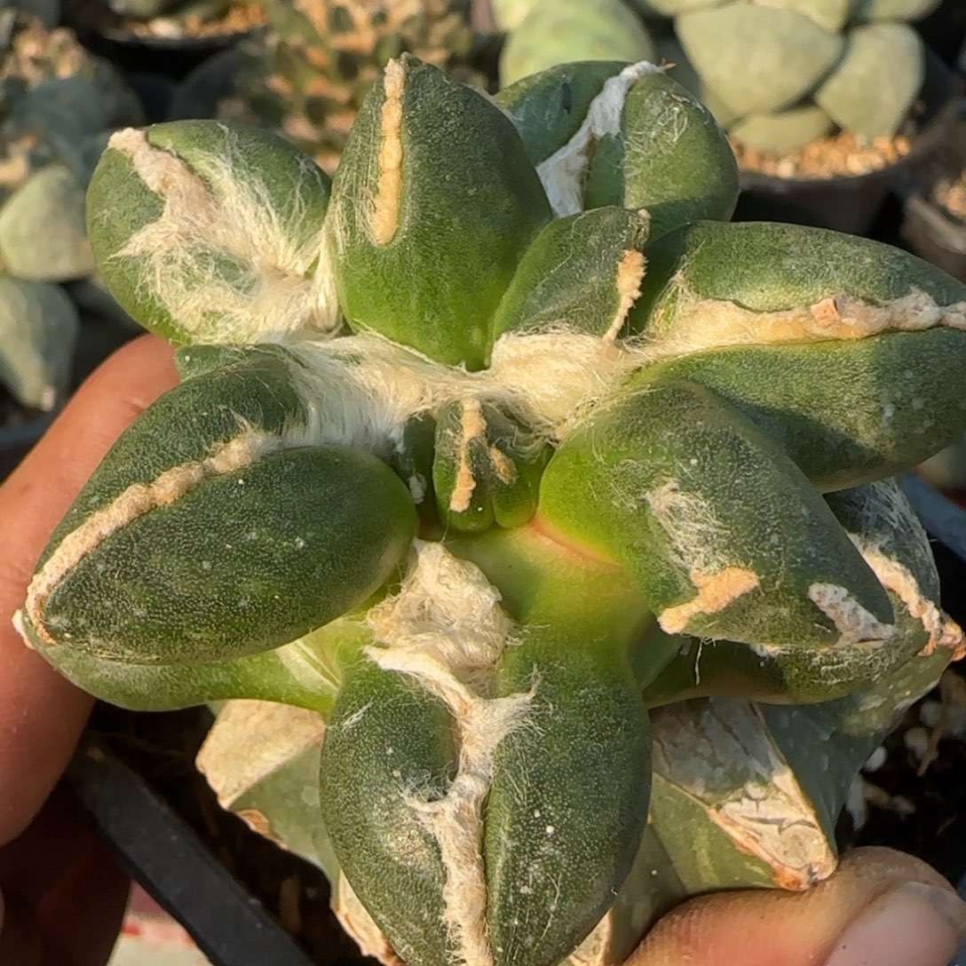 无花朵大型变尤蛋尤101