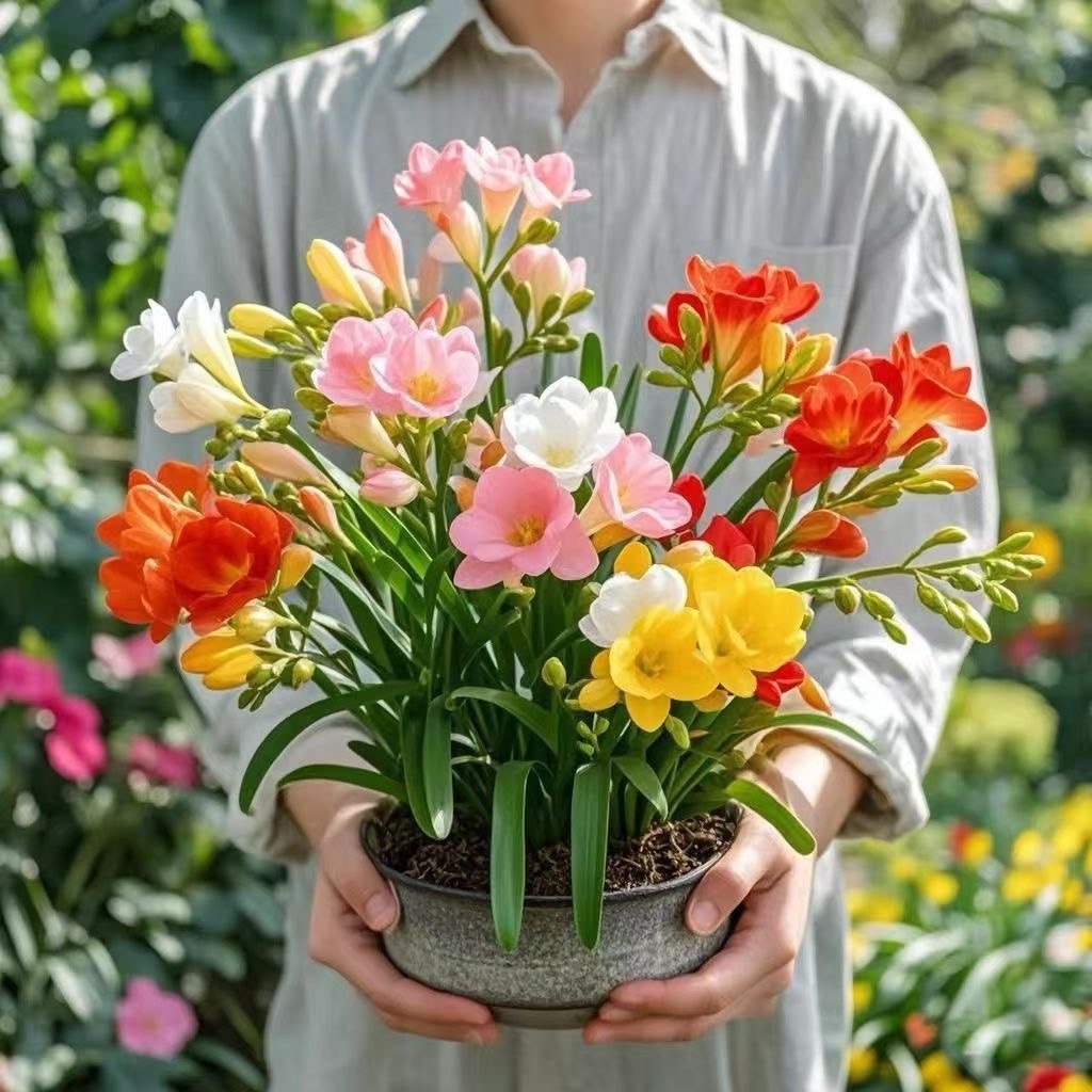 香雪兰盆栽花卉混色带花苞带盆土小苍兰室内外阳台好养活耐寒植物