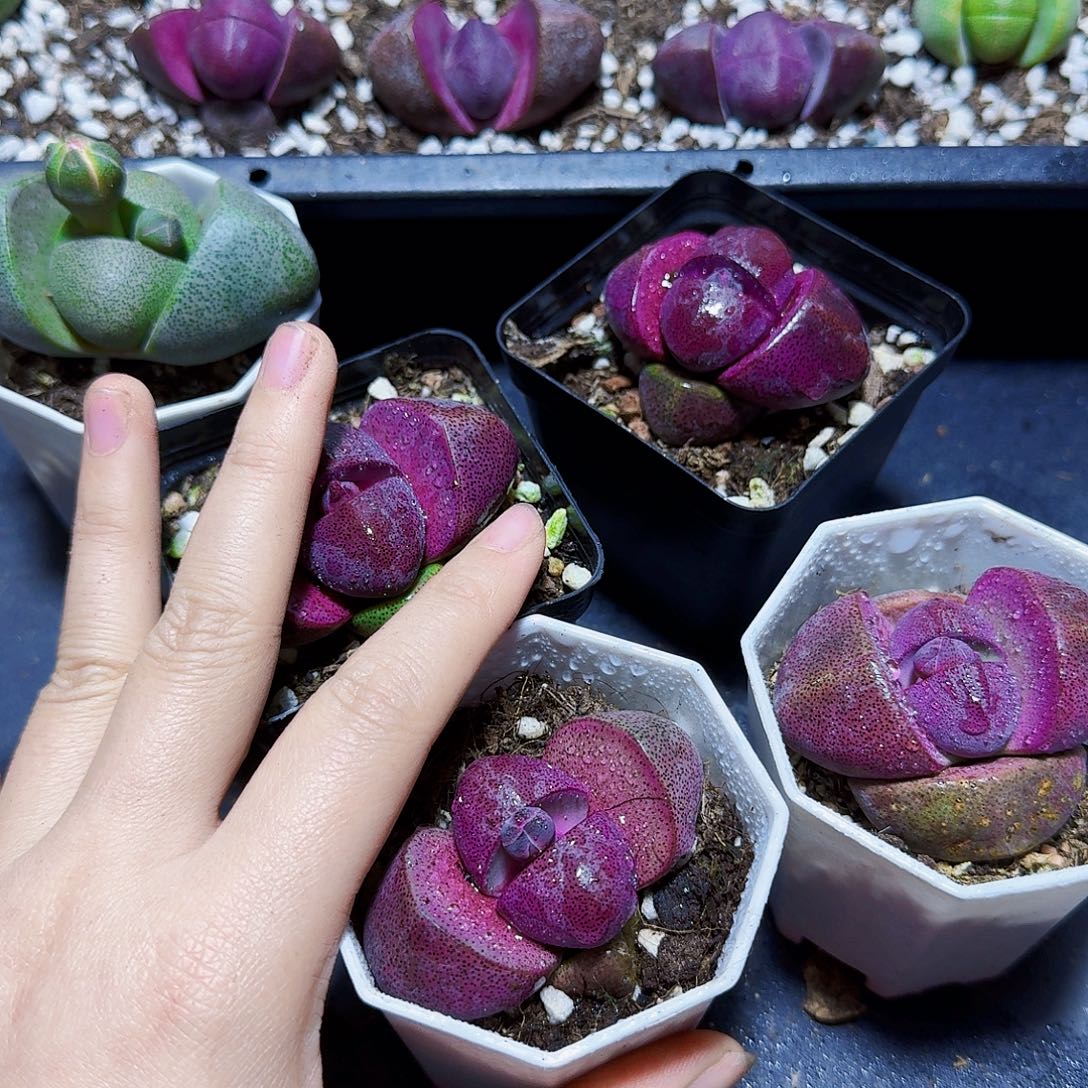 带花苞紫元宝一颗福利炸