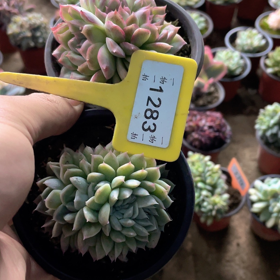 龙***森1283两个一组多肉