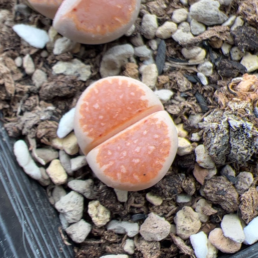 0259号218a 饼干 多肉植物