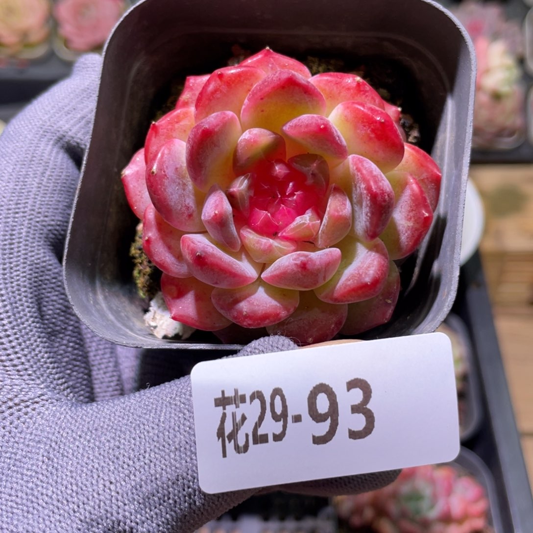 花利美29-93胭脂 