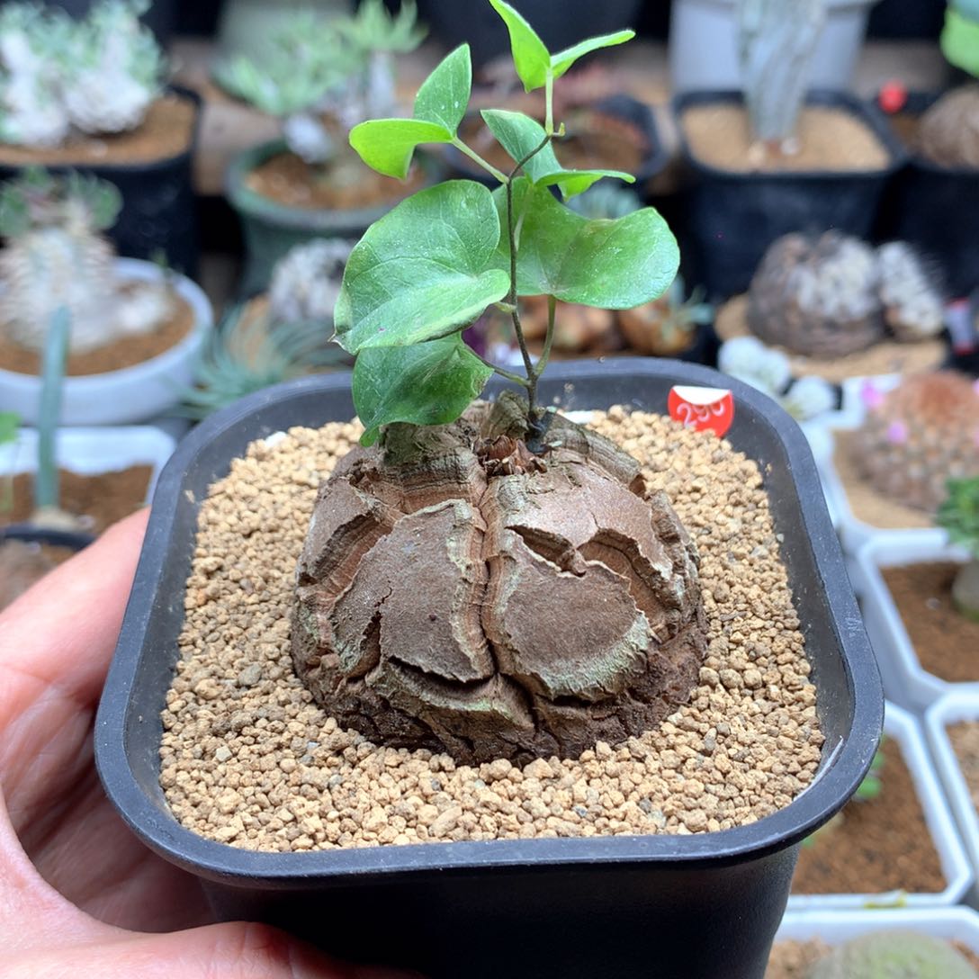 南非龟甲龙带盆5.1cm