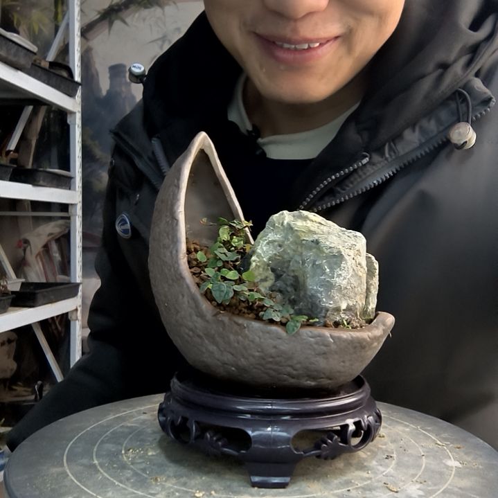 木*?小盆景小植物一物一拍79