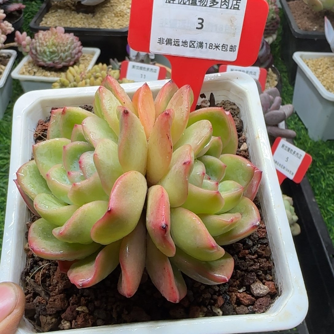 解忧多肉植物编号3