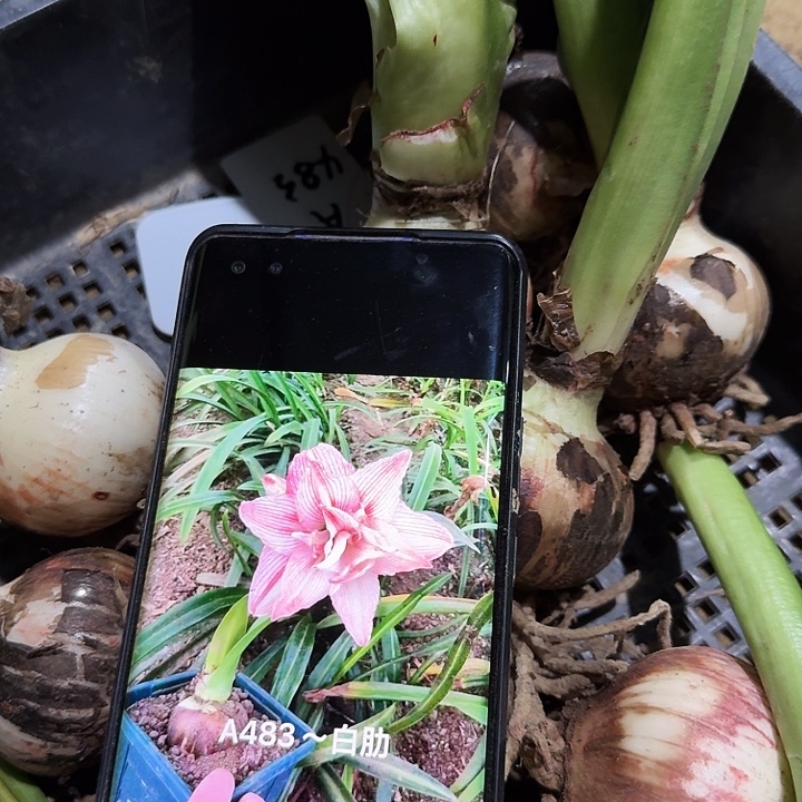 a483朱顶红一棵5厘米