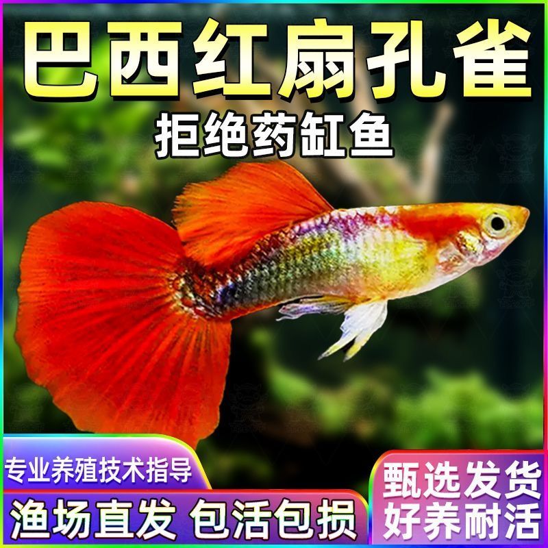 【精品巴西红扇】纯种巴西红扇精品种鱼级小型观赏孔雀鱼热带鱼