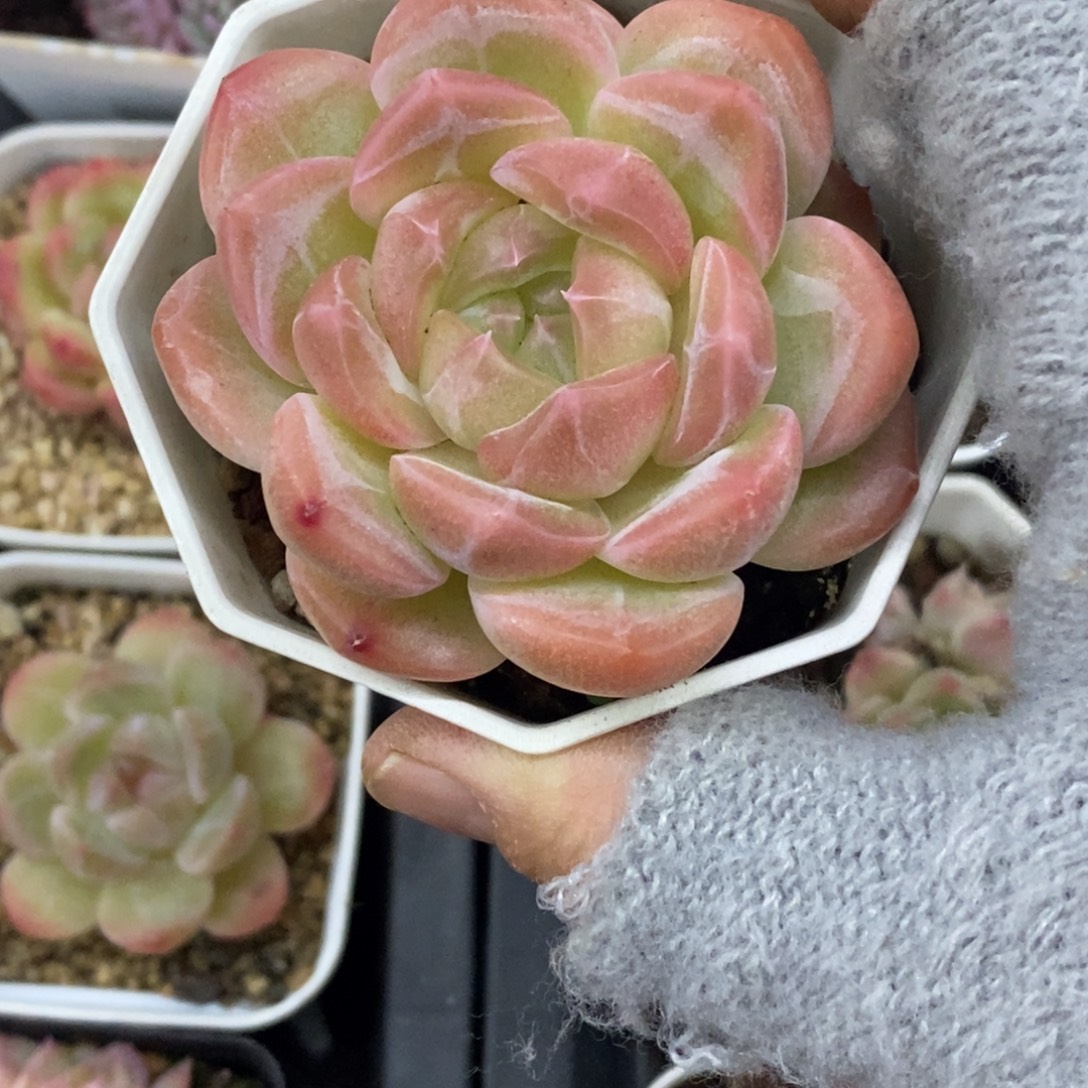 精品多肉一物一拍不包整429