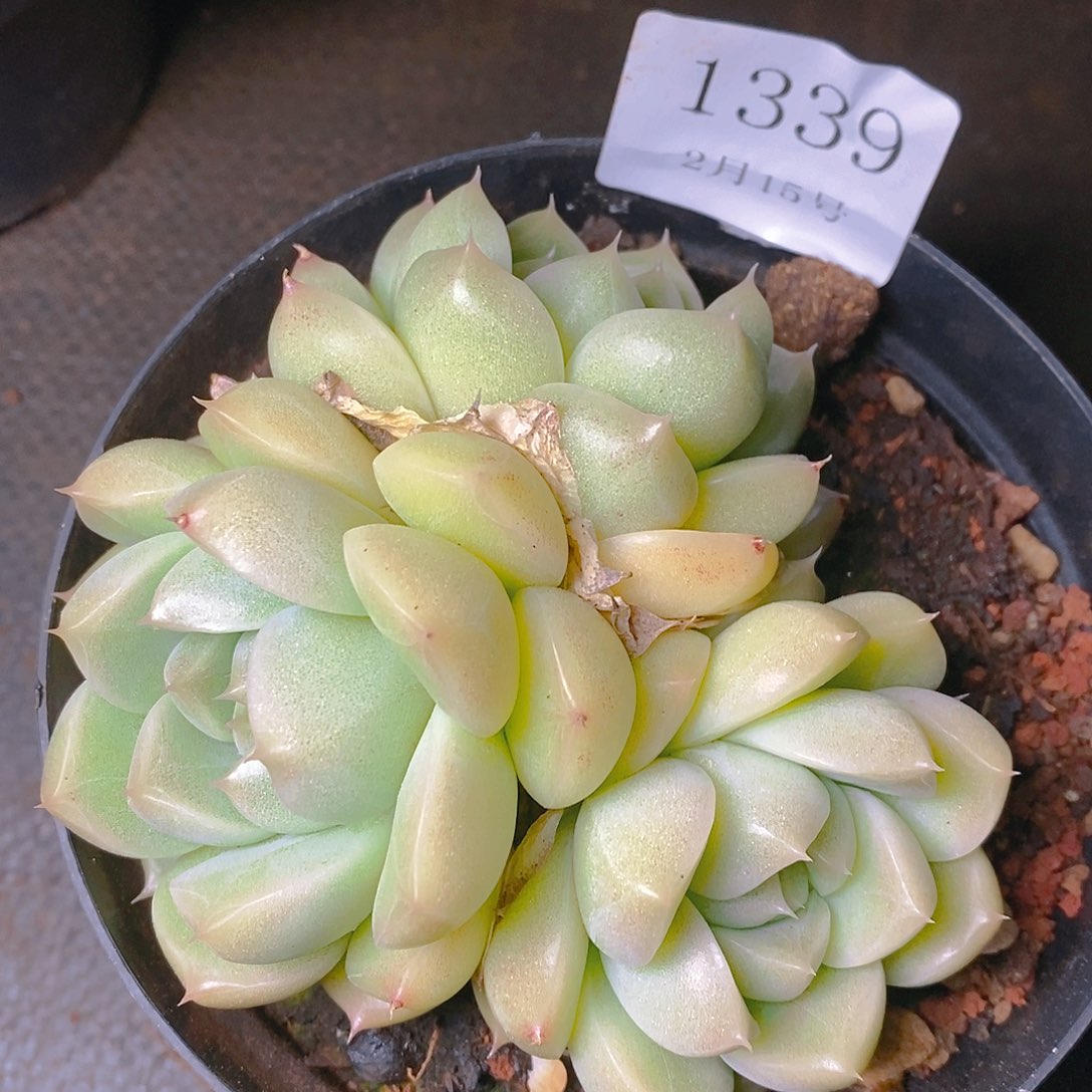 【闪购商品】云1339