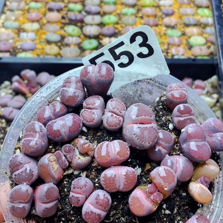 553紫饼干紫巴厘