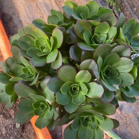 677魅金玫瑰锦满25包邮多肉