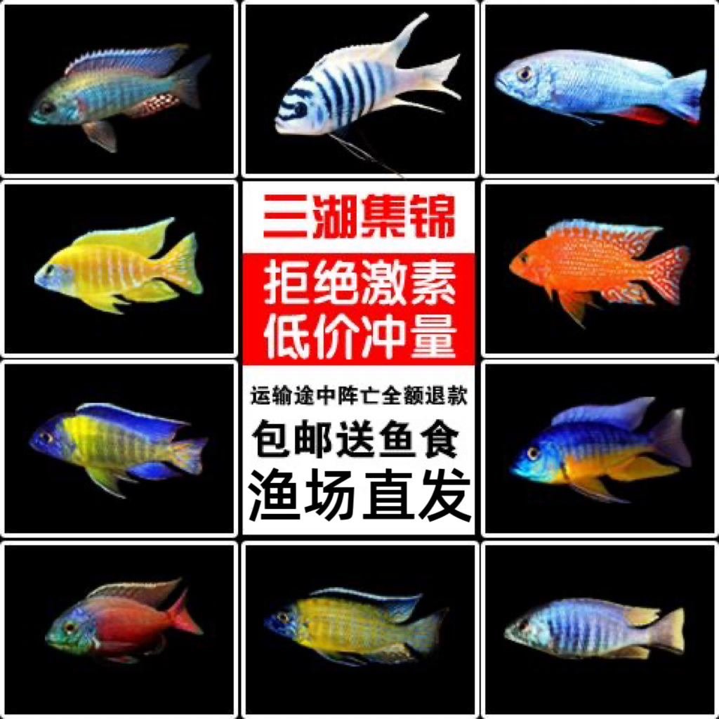 三湖慈鲷马鲷鱼热带淡水观赏鱼活体中小型耐养易活新手适用