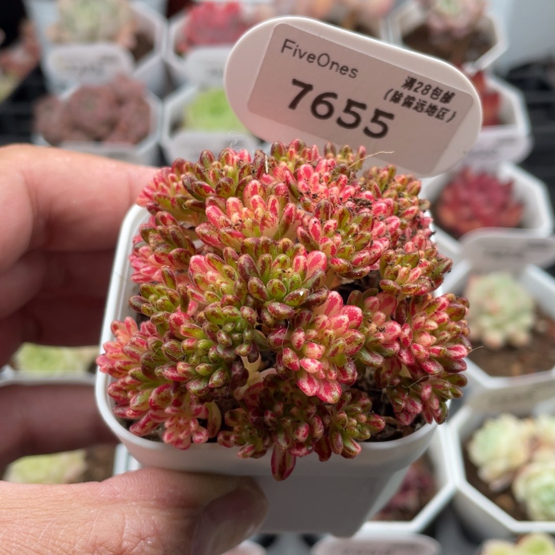 7655小人祭锦6.5厘米