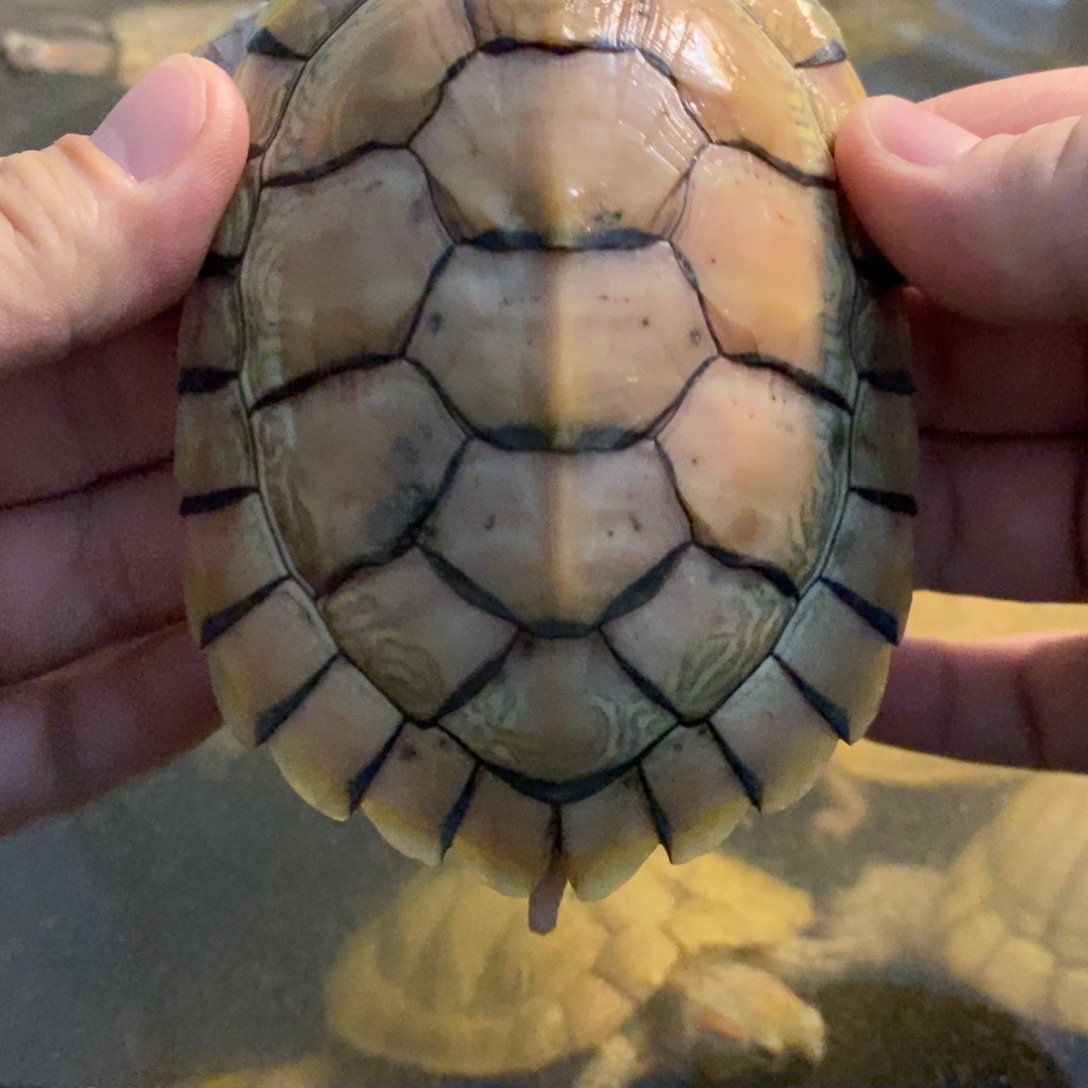 宠物龟母48米果冻小母龟