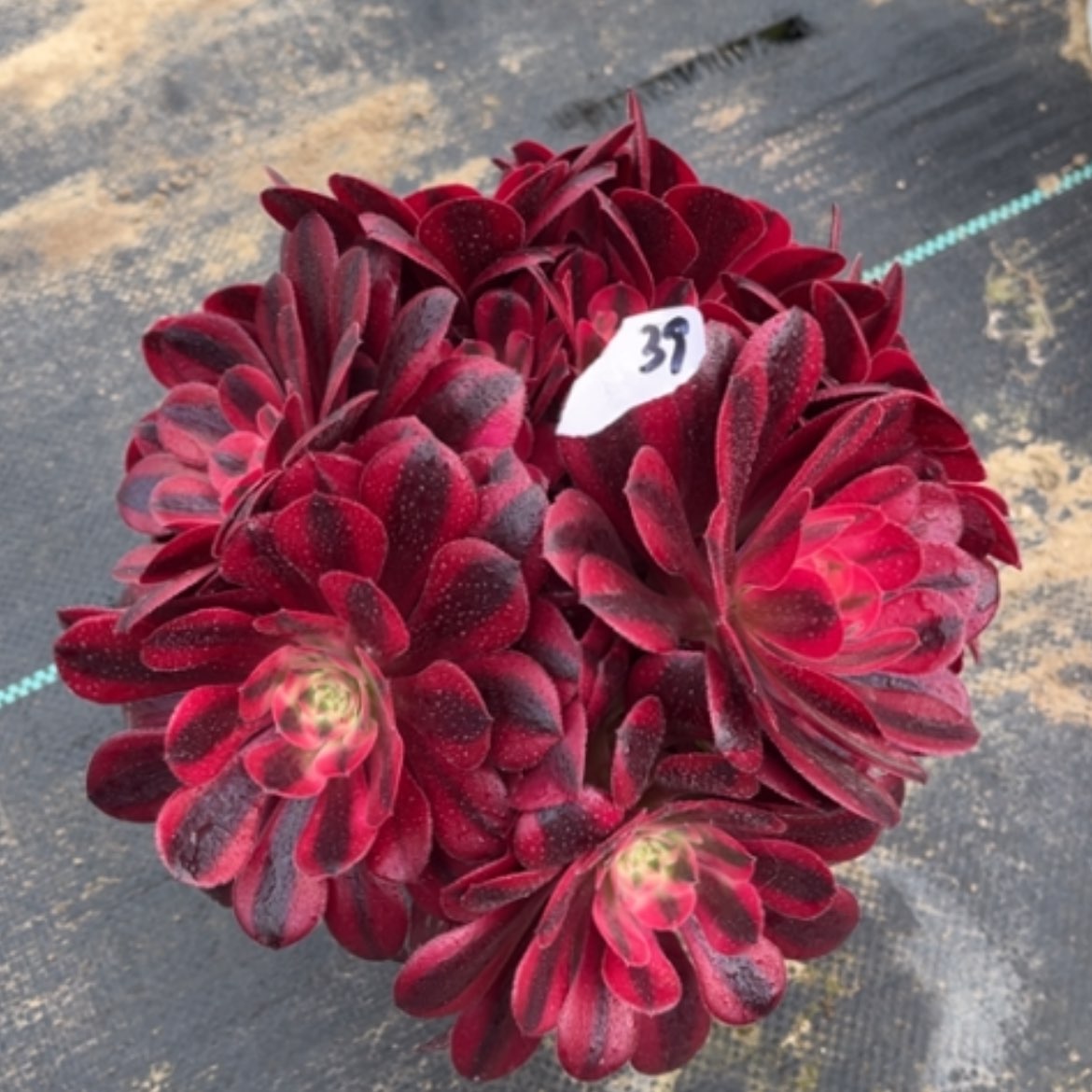 【闪购商品】39美杜莎多肉法师