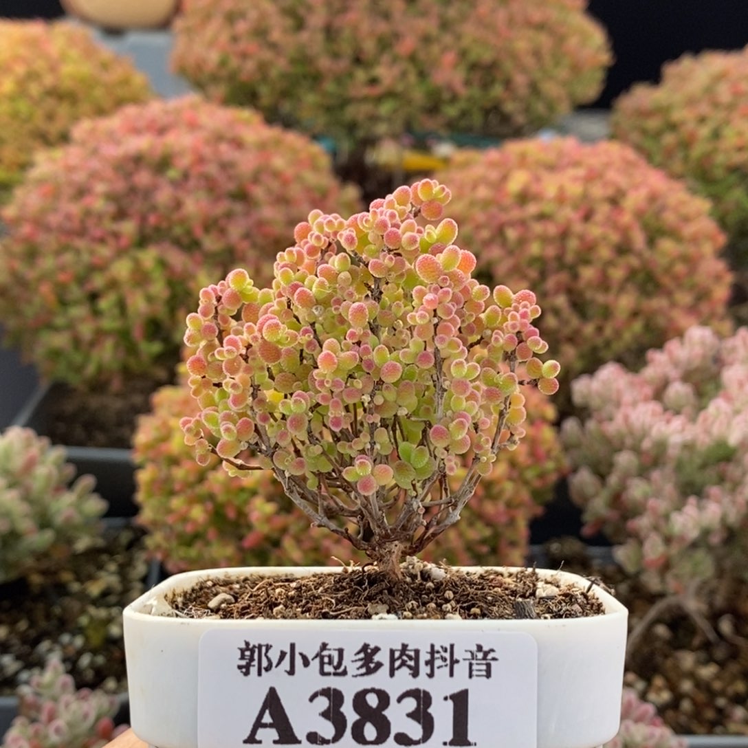 ઇ***ଓ蜜橘糖球3831枝干番杏