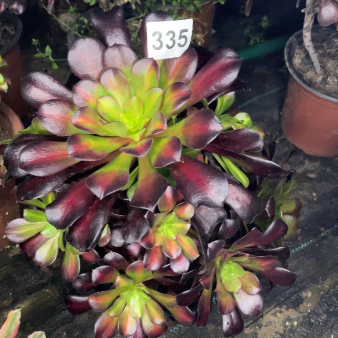 335号欢纳余欧子一体