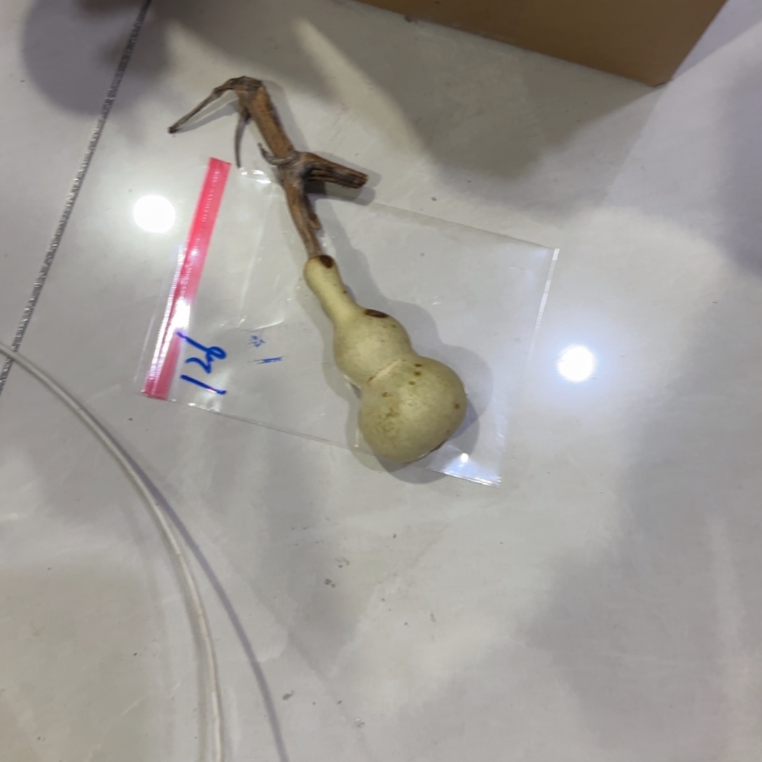 常***弟青皮不包成，，，，，，，，，，