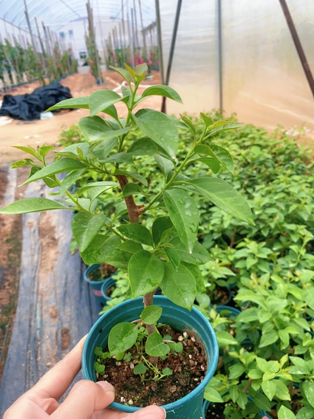 卡亚塔三角梅，花色多变勤花，耐寒又好养”。