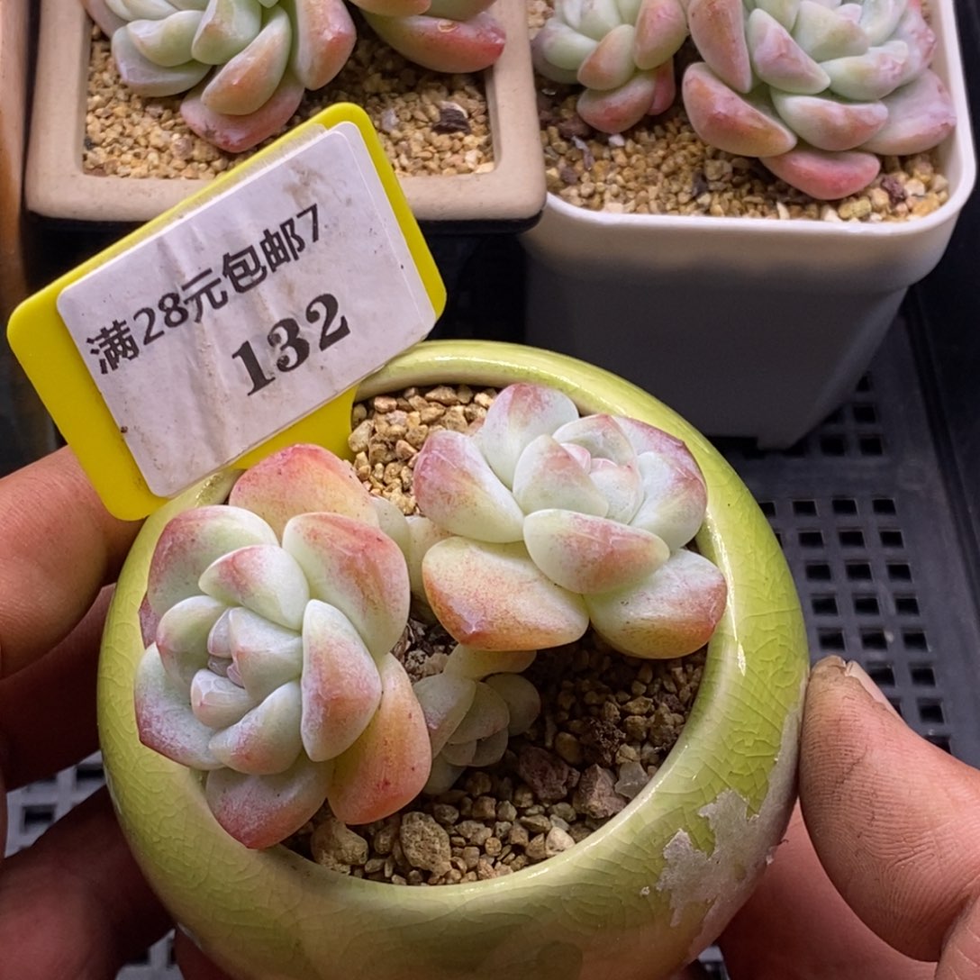 7132老冰玉趴地4头多肉植物