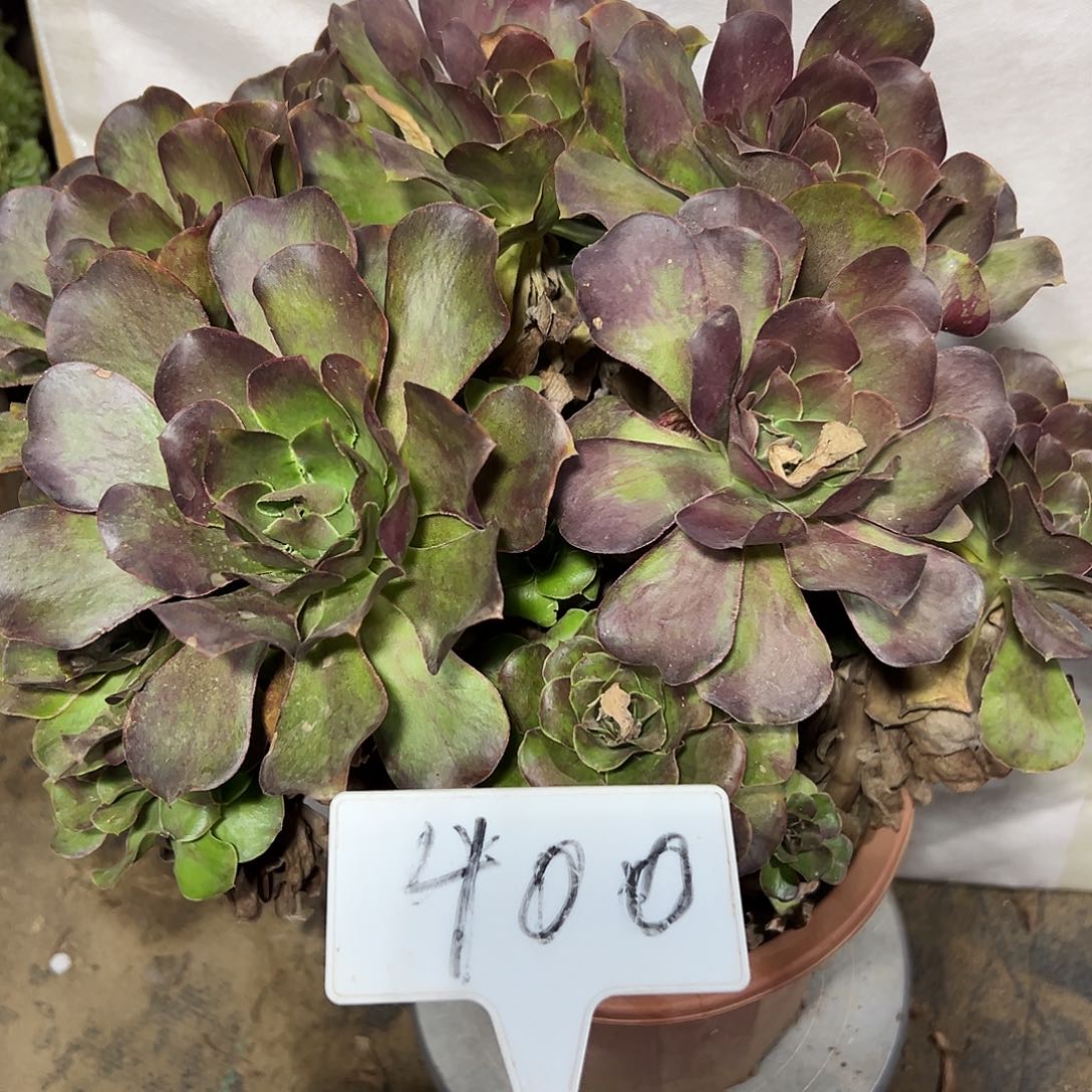 多肉植物梅金法师处理400