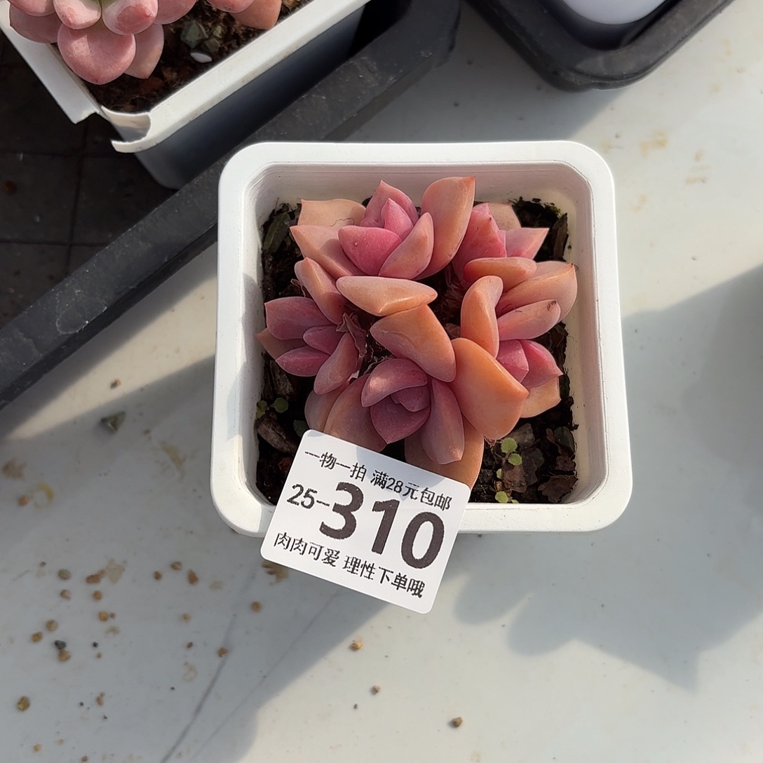 彩虹糖无盆土发货无