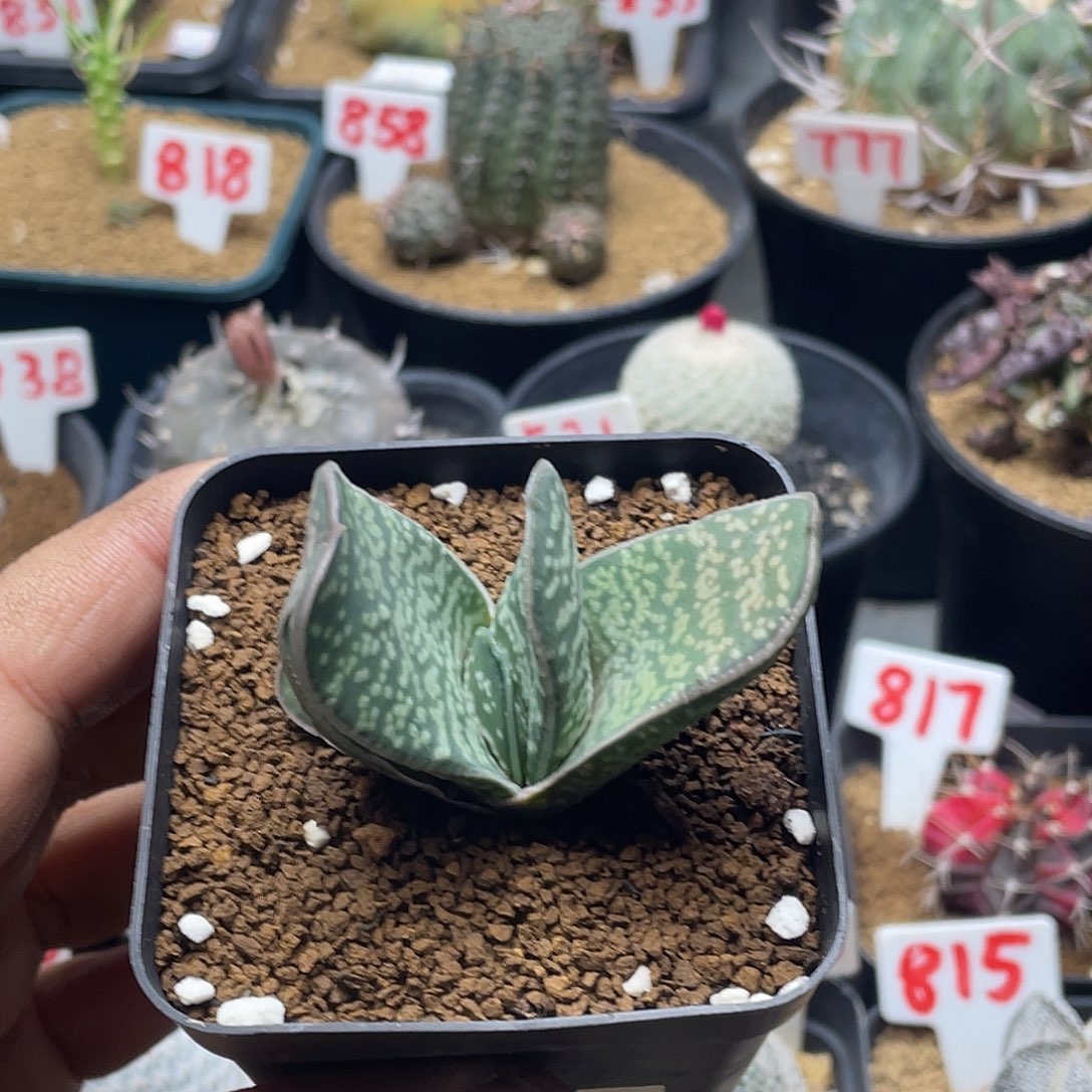 实生鲨鱼掌卧牛 包邮