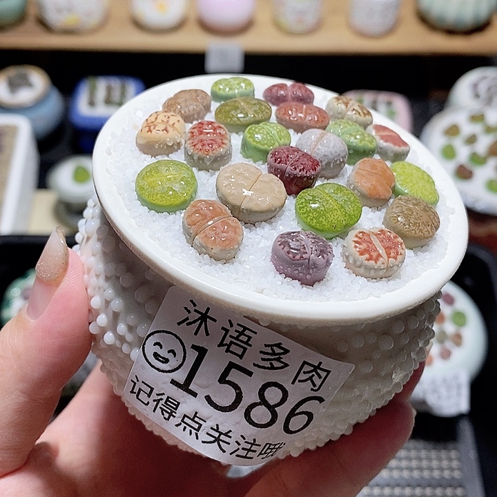 精美盆栽 一物一拍1586