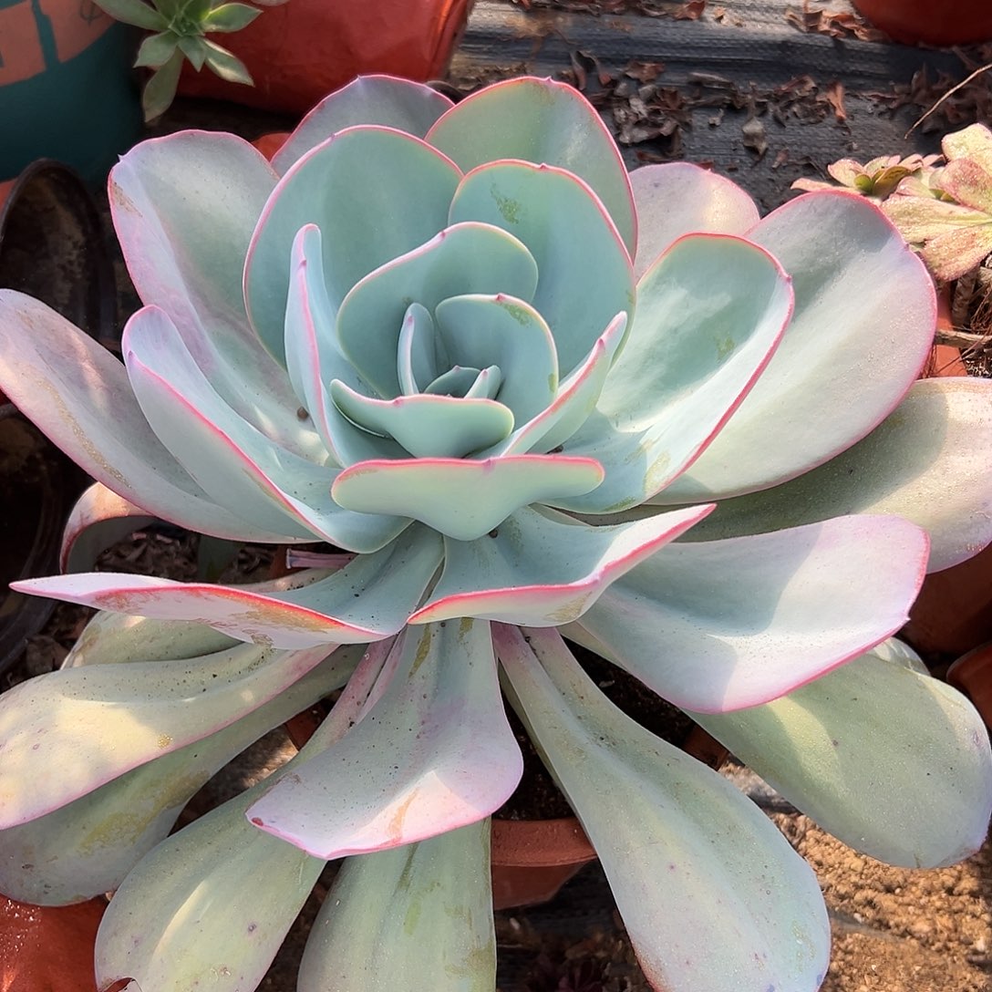 多肉植物布鲁克林蓝