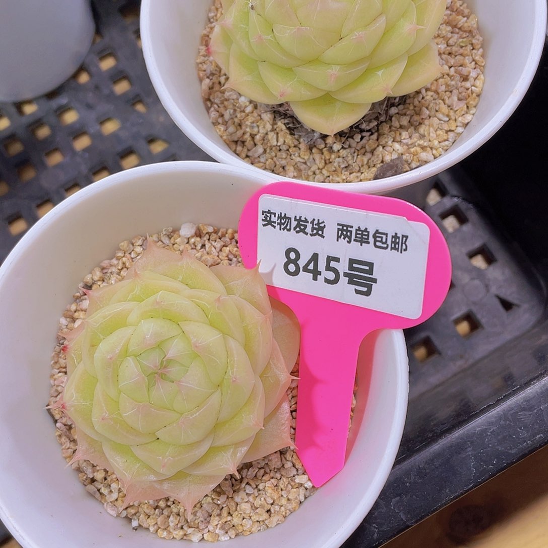 845号 睫毛钻石天花板麦秆一颗