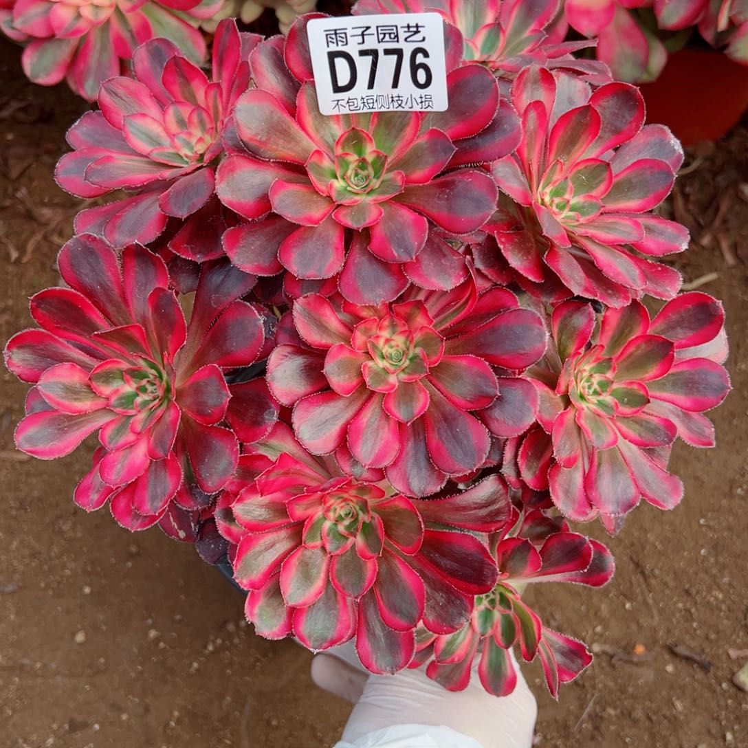 776丽娜雨子多肉植物