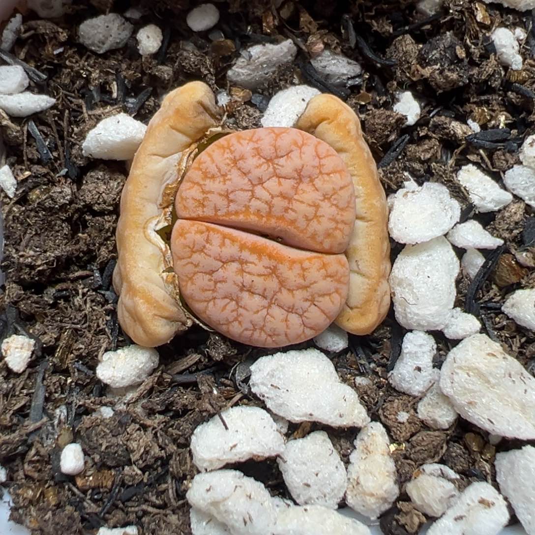 【闪购商品】692……