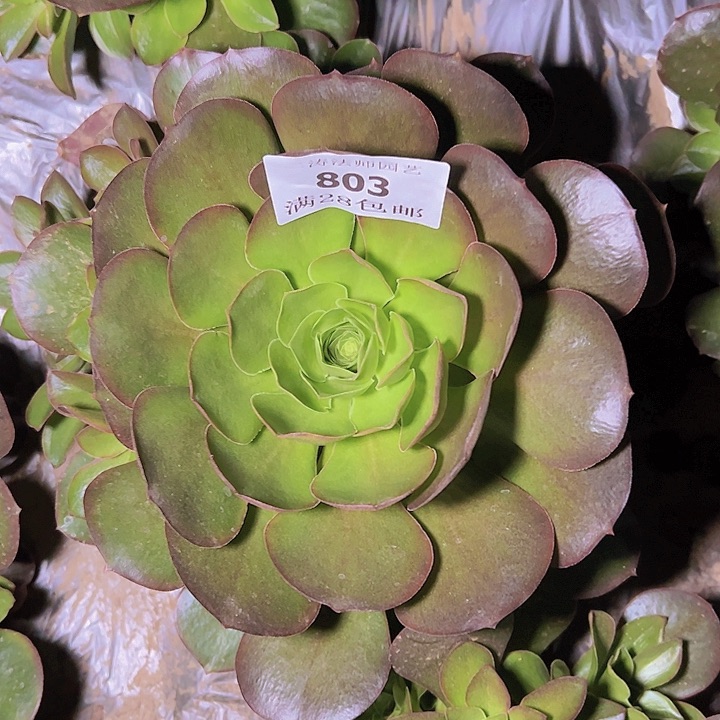803魅金玫瑰多肉植物