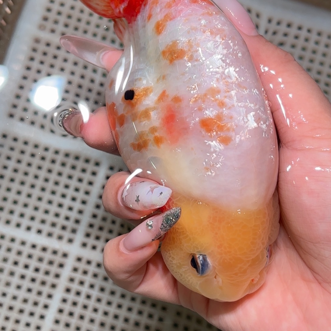 洳***洳金鱼拍包装包邮，不拍包装运费到付