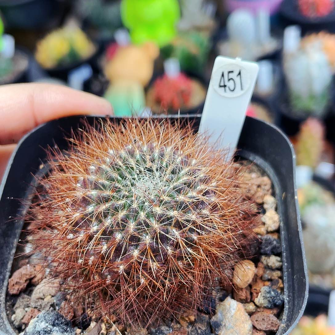 非偏远地区满25包邮仙人球