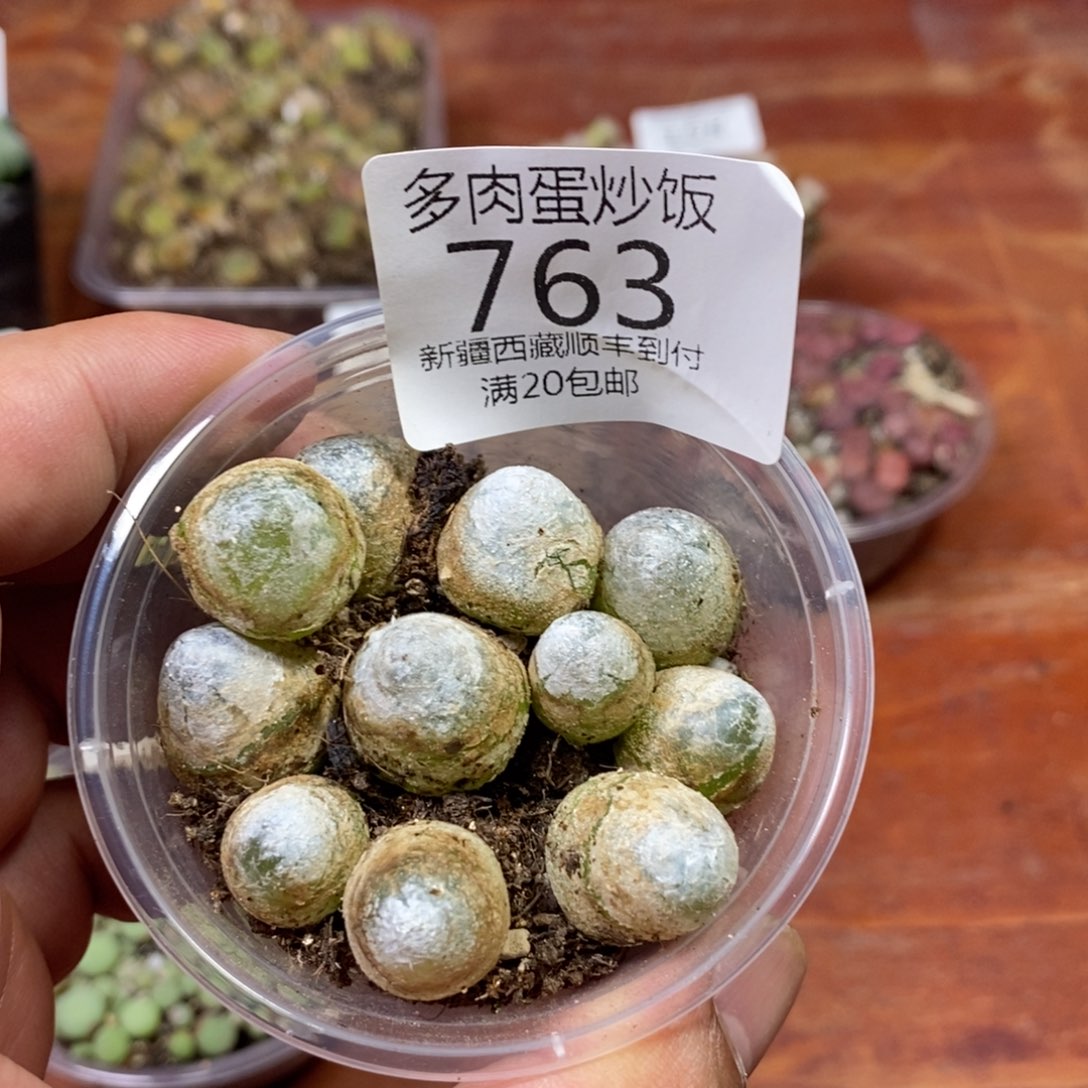 多肉蛋炒饭，感谢您相伴763