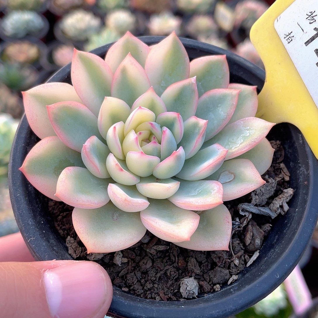 雨燕坐锦偏锦1430号