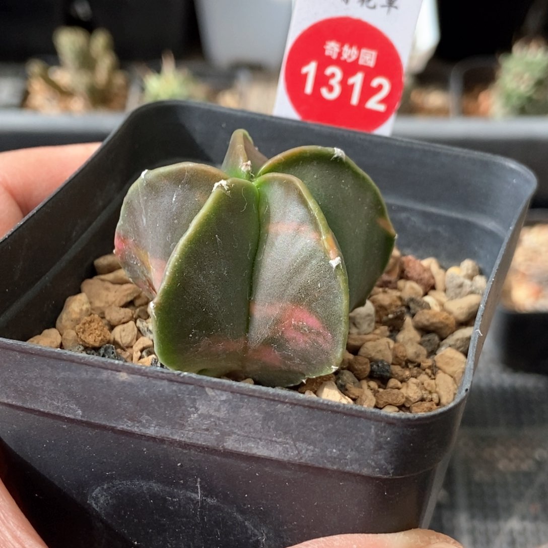 实生花斑鸾凤玉锦一颗