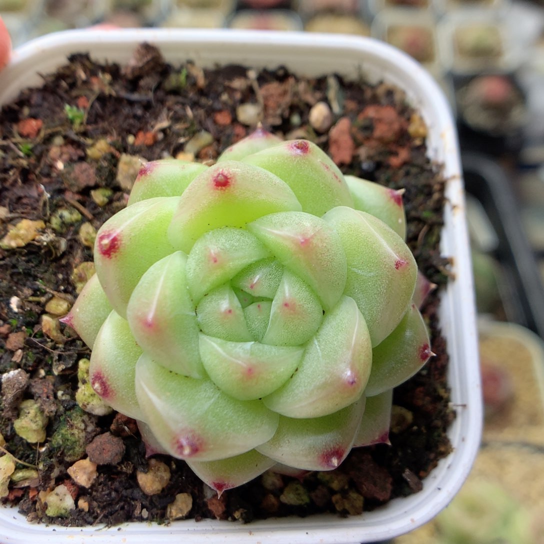 W48定繁编号麦杆M100