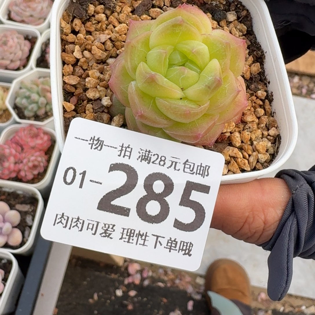 珍菲无盆土发货无盆土发货无