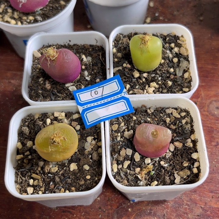 107 毛汉尼四颗一组