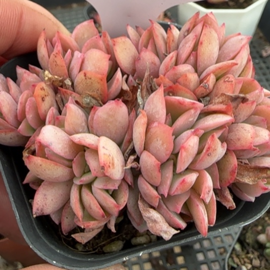 29 一物一拍18包邮