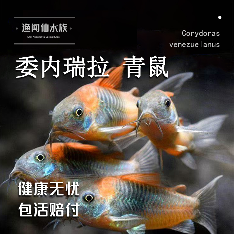 委内瑞拉青鼠鱼热带鱼青鼠底栖鱼尼罗河鱼南美稀有工具翻砂鱼