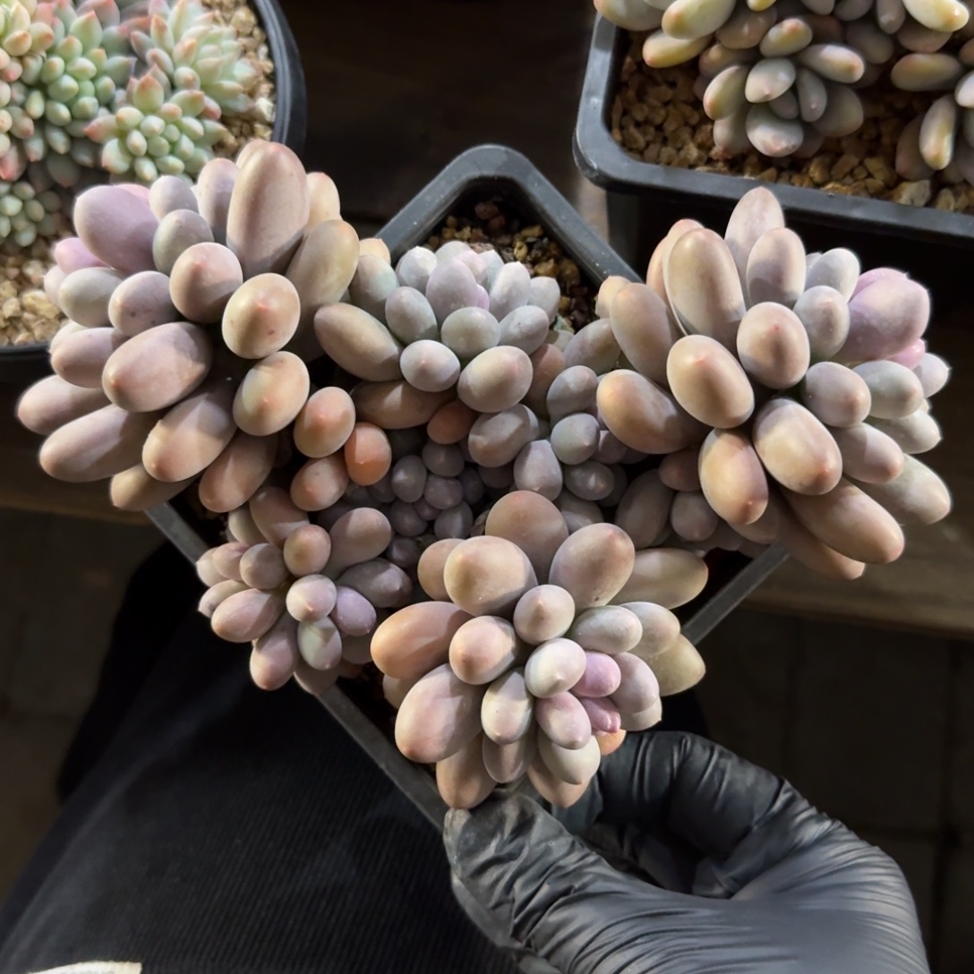 海狸美人/芝士奶酪1111111111111