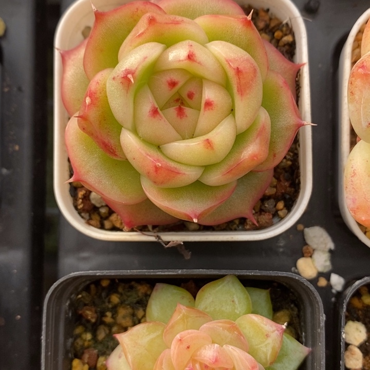 玉玲珑 多肉 12.27