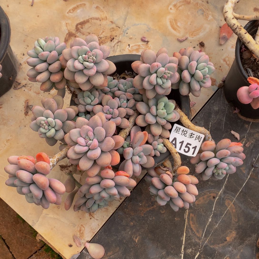 爱****苏星悦主肉   A151