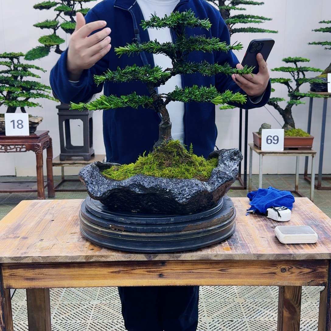 盆景米叶罗汉松盆景