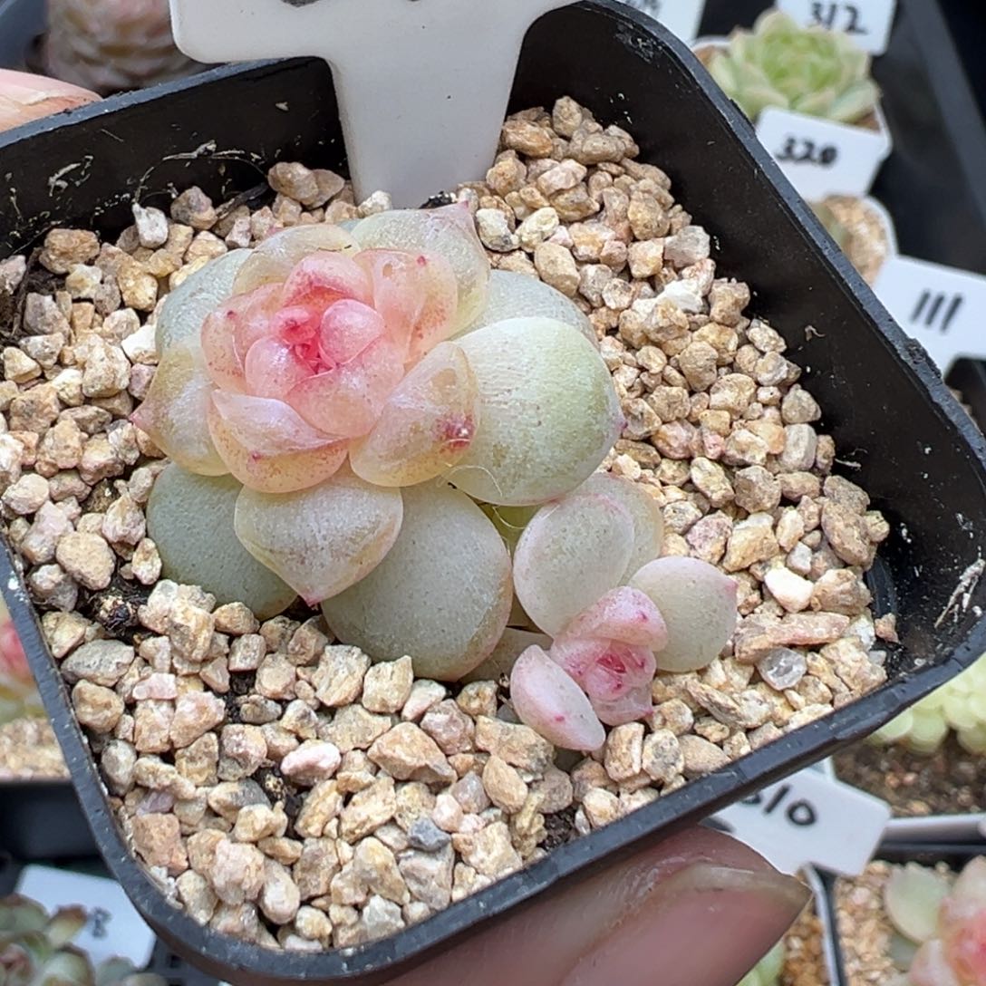 370号孤品甜心 晗雨多肉